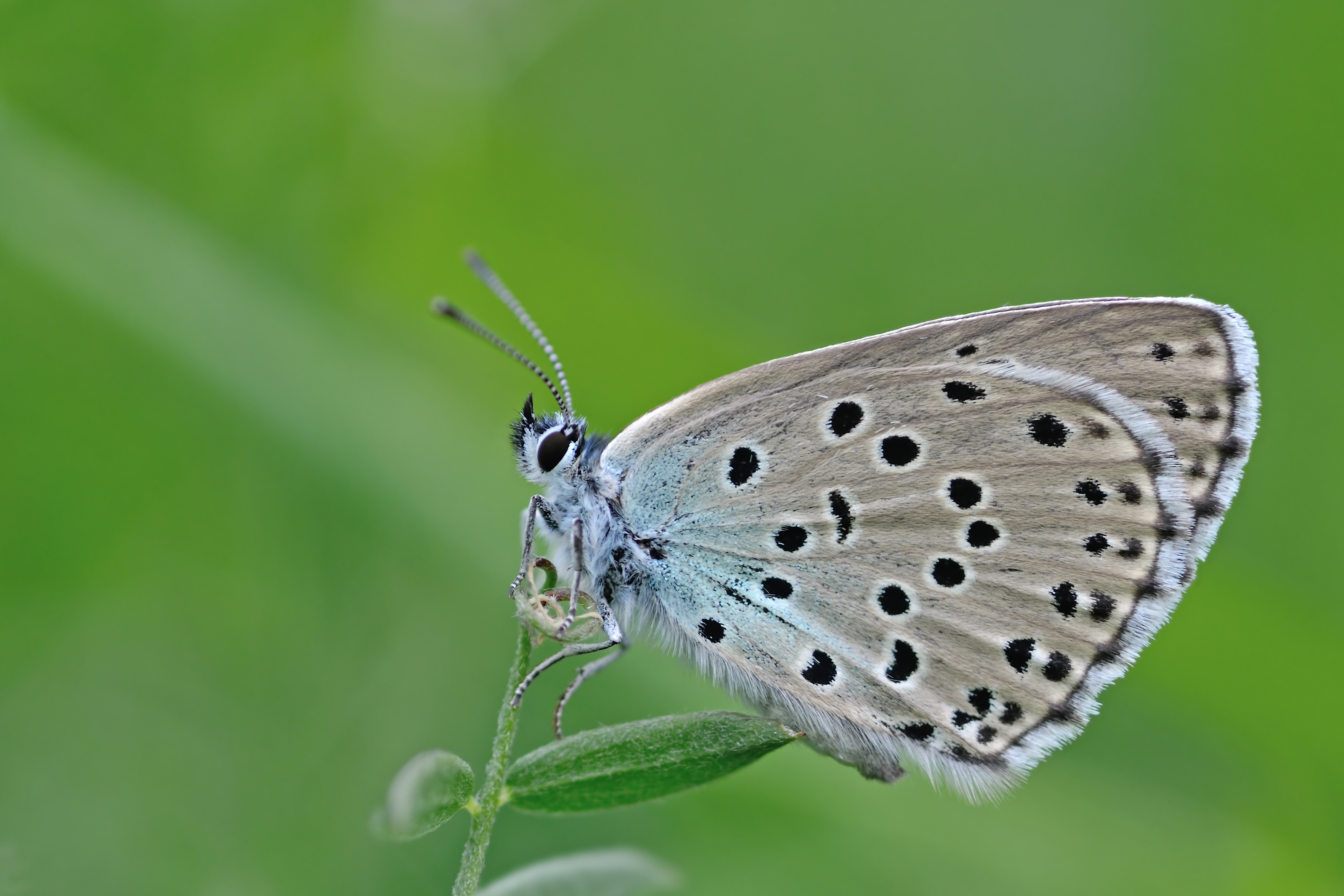 Large Blue (Phenagris arion). Photo: Erk Dallmeyer